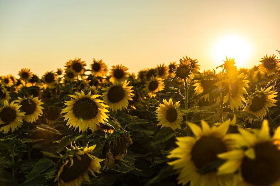 Zon met zonnebloemenveld