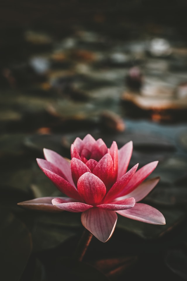 ?LOTUS